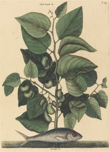 The Pilchard Argentina carolina, julkaistu 1731-1743. tekijältä Mark Catesby