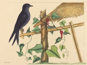 Purple Martin (Purple Martin) tekijältä Mark Catesby