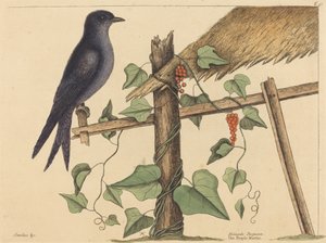 Purple Martin (Purple Martin) tekijältä Mark Catesby