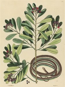 Nauhakäärme (Coluber saurita) tekijältä Mark Catesby