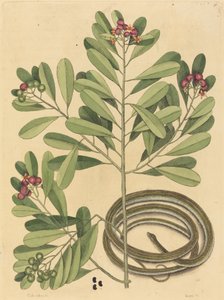 The Ribbon Snake Coluber saurita, julkaistu 1731-1743. tekijältä Mark Catesby