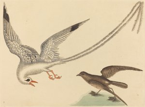 Riisilintu Emberiza oryzivora, julkaistu 1731-1743. tekijältä Mark Catesby