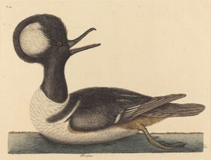 Pyöreäharja-ankka Mergus cucullatus, julkaistu 1731-1743. tekijältä Mark Catesby
