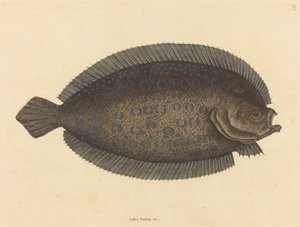 Sole Pleuronectes lunatus, julkaistu 1731-1743. tekijältä Mark Catesby