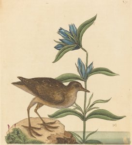 The Soree Rallus Virginianus, julkaistu 1731-1743. tekijältä Mark Catesby
