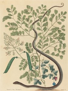 The Spotted Ribbon Snake Coluber nebulosus, julkaistu 1731-1743. tekijältä Mark Catesby