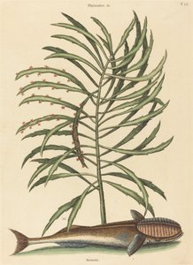 Imevä kala (Echeneis naucratis) tekijältä Mark Catesby