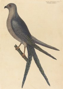 Swallow Tail Hawk Falco furcatus, julkaistu 1754. tekijältä Mark Catesby