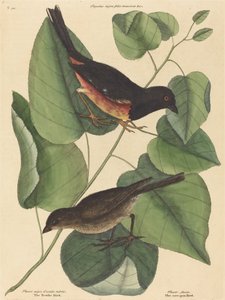 Towhe-lintu (Fringilla erythrophthalma) tekijältä Mark Catesby