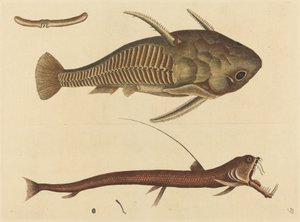 Viper-mouth Silurus cataphractus, julkaistu 1731-1743. tekijältä Mark Catesby