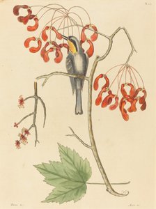 The Yellow Throated Creeper, julkaistu 1754. tekijältä Mark Catesby
