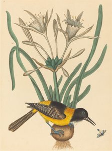 Keltainen ja musta pye (Oriolus Icterus) tekijältä Mark Catesby
