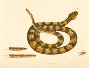 Viper Caudison Snake, Rattlesnake, levy 41, vol. 1, "Carolinan, Floridan ja Bahaman luonnonhistoriasta" tekijältä Mark Catesby