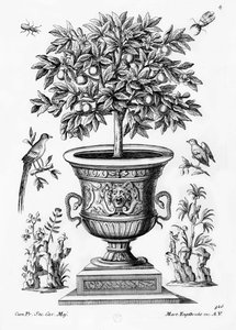 Sitruspuut, n. 1735 tekijältä Martin Engelbrecht