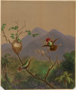 Brasilian Hummingbirds III tekijältä Martin Johnson Heade
