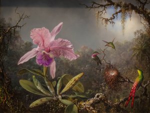 Cattelya-orkidea ja kolme brasilialaista kolibria tekijältä Martin Johnson Heade