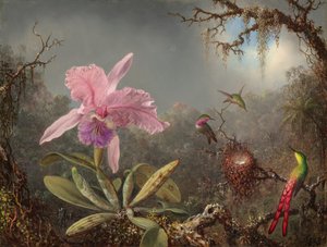 Cattleya-orkidea ja kolme hummingbirdiä tekijältä Martin Johnson Heade