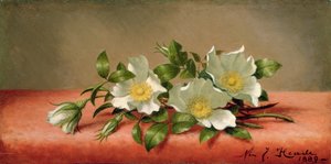 Cherokee Roses, 1889 tekijältä Martin Johnson Heade