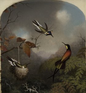 Hummingbirds: Two Sungems ja a Crimson Topaz, 1866 tekijältä Martin Johnson Heade