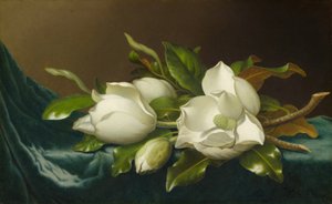Magnoliat vaaleansinisellä samettikankaalla, 188595. tekijältä Martin Johnson Heade
