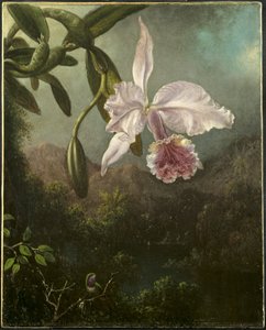 Orkidean kukat tekijältä Martin Johnson Heade