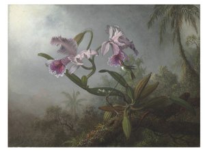 Vaaleanpunaiset orkideat ja kolibri oksassa, 1875 tekijältä Martin Johnson Heade