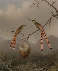  tekijältä Martin Johnson Heade