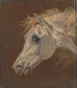 Harmaan arabialaisen hevosen pää tekijältä Martin Theodore Ward