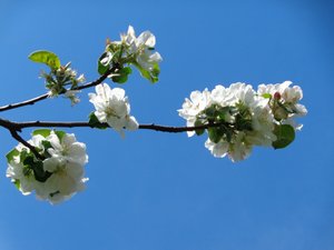 Omenankukka tekijältä Martina Konitzky