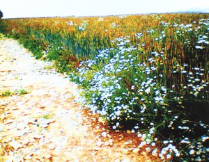 Feldweg