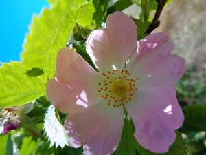Heckenrose tekijältä Martina Konitzky