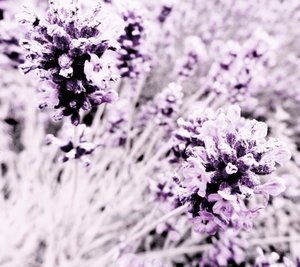 Lavendel Lila Silber tekijältä Martina Konitzky