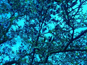 Magnolian sininen tekijältä Martina Konitzky