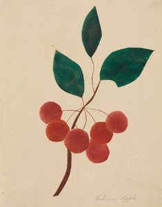 Siperian omena.