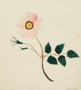 Villi Ruusu.