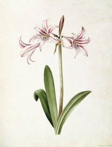 (Amaryllis) Vittata Formosa tekijältä Mary Elizabeth Rosenberg