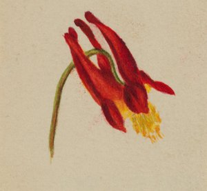 (Untitled) tekijältä Mary Vaux Walcott