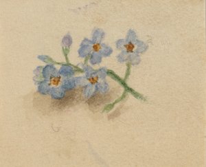 (Untitled) tekijältä Mary Vaux Walcott