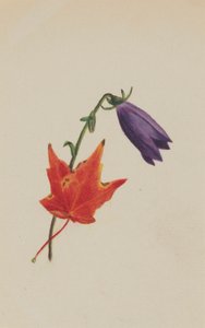 (Untitled) tekijältä Mary Vaux Walcott