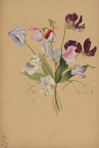 (Otsikoimaton-kukkatutkimus) tekijältä Mary Vaux Walcott