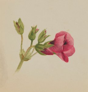 (Otsikoimaton-kukkatutkimus) tekijältä Mary Vaux Walcott