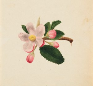 (Otsikoimaton-kukkatutkimus) tekijältä Mary Vaux Walcott