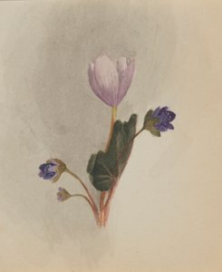 (Otsikoimaton-kukkatutkimus) tekijältä Mary Vaux Walcott