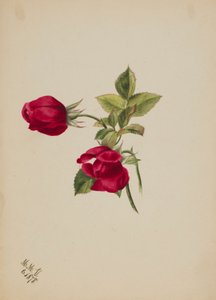 (Untitled--Rose) tekijältä Mary Vaux Walcott