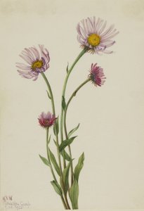 Alaskan kirppukukka (Erigeron salsuginosus) tekijältä Mary Vaux Walcott