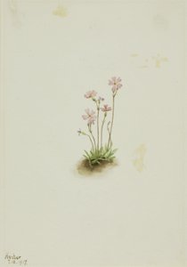 Alberta Primrose (Primula maccalliana) tekijältä Mary Vaux Walcott