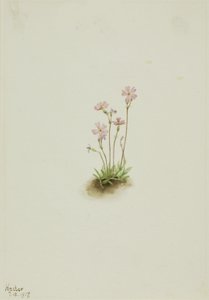 Alberta Primrose Primula maccalliana, 1917. tekijältä Mary Vaux Walcott