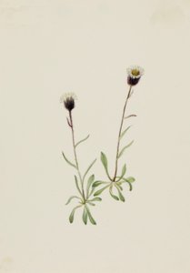 Aleuttikirppu erigeron unalaschensis, n.d. tekijältä Mary Vaux Walcott