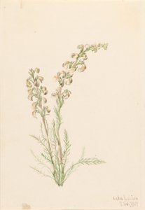 Alpine Fernlife (Pedicularis contorta) tekijältä Mary Vaux Walcott