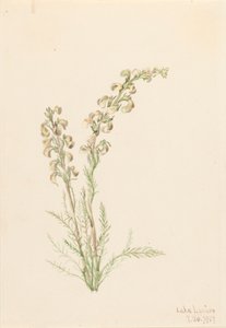 Alpine Fernlife Pedicularis contorta, 1907. tekijältä Mary Vaux Walcott